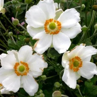 Anemone hybr. 'Andrea Atkinson'