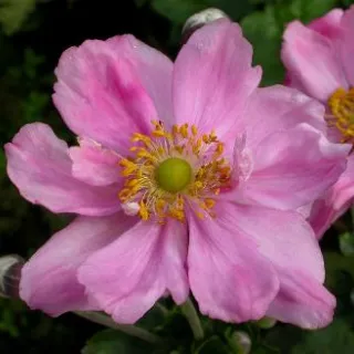 Anemone hybr. 'Koenigin Charlotte'