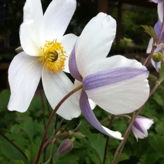 Anemone fall in love (roos)