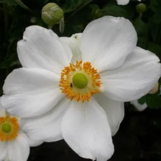 Anemone hybr. 'Honorine Jobert'