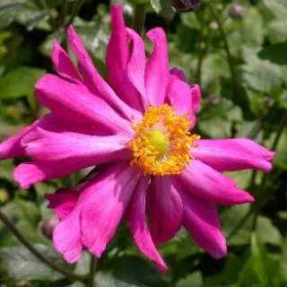 Anemone h 'Prinz Heinrich' roos