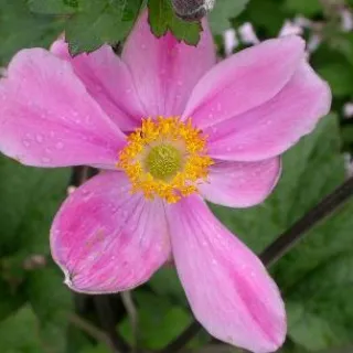 Anemone hybr. 'Serenade'