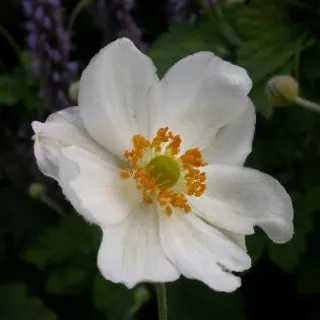 Anemone hybr. 'Whirlwind'