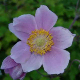Anemone tom. 'Robustissima'