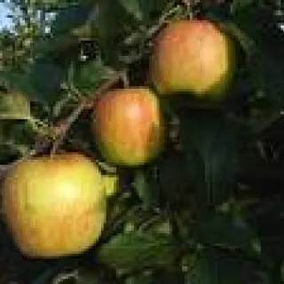 APPEL Delbar Estivale