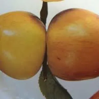 APPEL Reine de Rennette