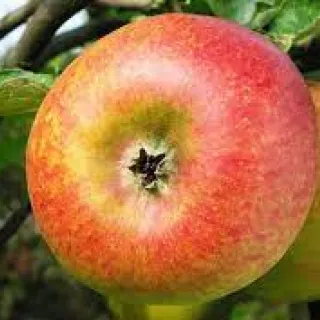 APPEL Reinette de walleffe