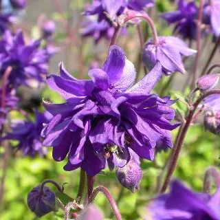 Aquilegia 'Blue Barlow'