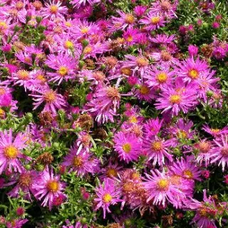 Aster (D) 'Anneke'