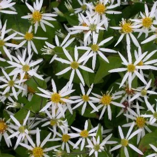Aster divaricatus