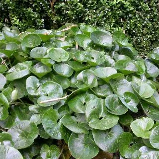 Asarum europaeum