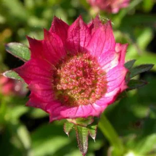 Astrantia maj. 'Roma' (R)