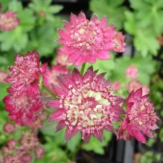 Astrantia maj. 'Moulin Rouge'