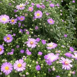 Aster n.-b. 'Marie Ballard'
