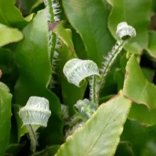 Asplenium scolopendrium