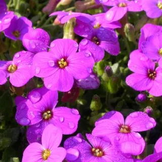 Aubrieta 'Hamburger Stadtpark'