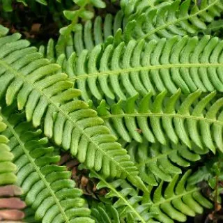 Blechnum spicant