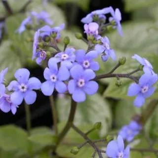 Brunnera 'Jack Frost'