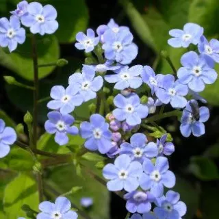 Brunnera macrophylla