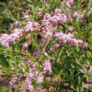 Buddleja alternifolia