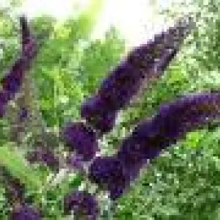 Buddleja dav. 'Black Knight'