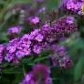Buddleja Free Petite BLue Heaven