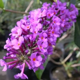 Buddleja dav. 'Ile de France'