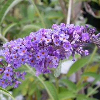 Buddleja dav. 'Nanho Blue'