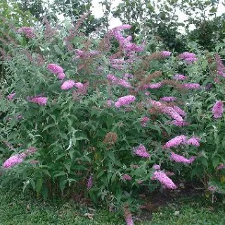 Buddleja dav. 'Pink Delight'