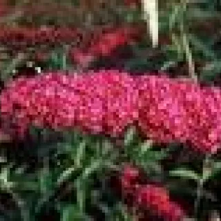 Buddleja dav. 'Royal Red'