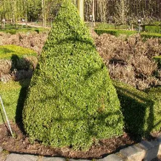 Buxus sempervirens