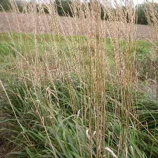 Calamagrostis acut. 'Karl Foerster'
