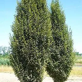 Carpinus betulus 'Fastigiata'