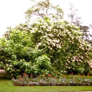Catalpa bignonioides