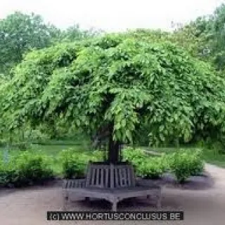 Carpinus betulus 'Pendula'