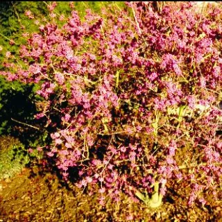 Callicarpa bodinieri 'Profusion'