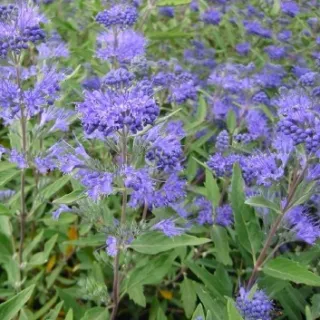 Caryopteris cl. 'Heavenly Blue'
