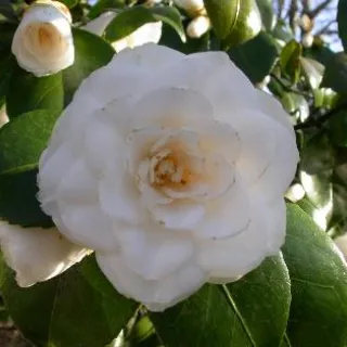 Camellia jap. 'Alba Plena'