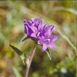 Campanula lact. 'Prichard's Var.'