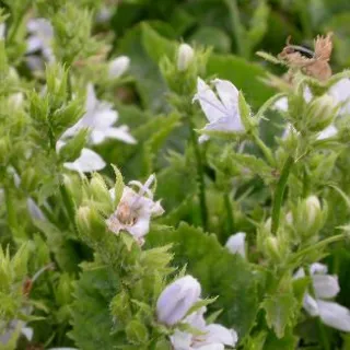 Campanula posch. 'E.H. Frost'