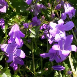 Campanula portenschlagiana