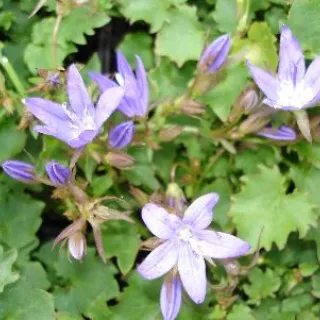 Campanula posch. 'Stella'
