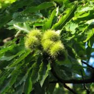 Castanea sativa 'Lyon'