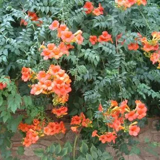 Campsis tagliabuana 'Madame Galen'