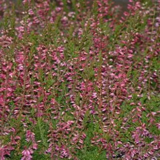 Calluna 'Athene' rood
