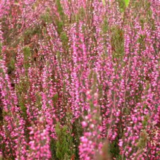 Calluna  Liliane Paars