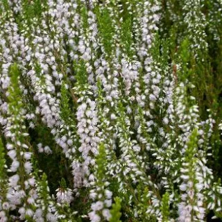 Calluna White Angie wit