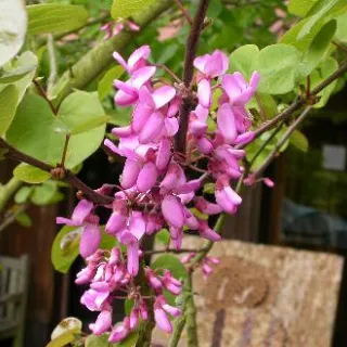Cercis can Little Woody