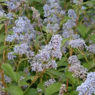 Ceanothus del. 'Gl. de Versailles'