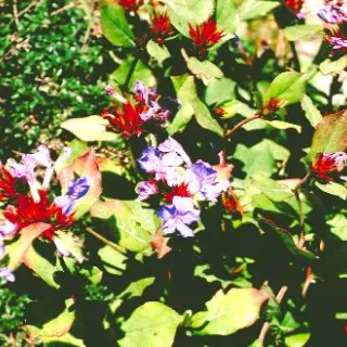 Ceratostigma plumbaginoides